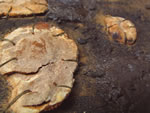 Click thumbnail to enlarge.