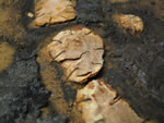 Click thumbnail to enlarge.