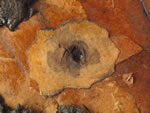 Click thumbnail to enlarge.