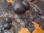 Click thumbnail to enlarge.