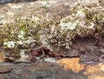 Click thumbnail to enlarge.