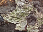 Click thumbnail to enlarge.