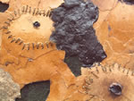 Click thumbnail to enlarge.