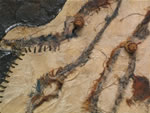 Click thumbnail to enlarge.