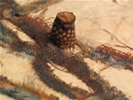 Click thumbnail to enlarge.