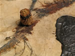 Click thumbnail to enlarge.