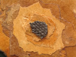 Click thumbnail to enlarge.