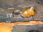 Click thumbnail to enlarge.