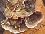 Click thumbnail to enlarge.