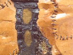 Click thumbnail to enlarge.