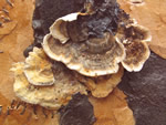 Click thumbnail to enlarge.