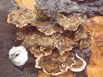 Click thumbnail to enlarge.