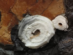 Click thumbnail to enlarge.