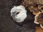 Click thumbnail to enlarge.