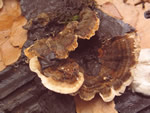 Click thumbnail to enlarge.