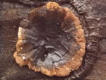 Click thumbnail to enlarge.
