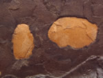 Click thumbnail to enlarge.