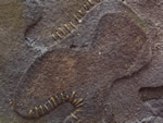 Click thumbnail to enlarge.