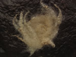Click thumbnail to enlarge.