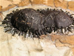 Click thumbnail to enlarge.