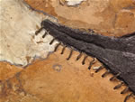 Click thumbnail to enlarge.