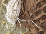 Click thumbnail to enlarge.